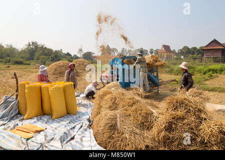 Ländliche Kambodscha - Landwirte Dreschen von Reis auf den Feldern, Kampong Cham, Kambodscha, Asien Stockfoto