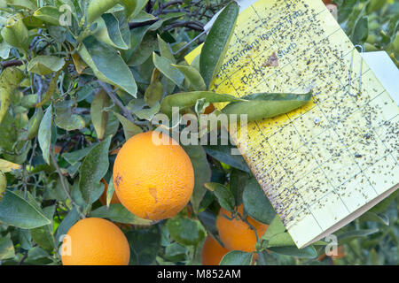 Behandelt die Reifung Cutter nucellar Valencia Orangen auf Zweig 'Citrus sinensis", Regierung Insektenfalle 'Nicht stören'. Stockfoto