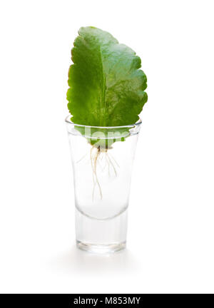 Baby Kalanchoe plant vom Blatt in ein kleines Glas propagierte Stockfoto