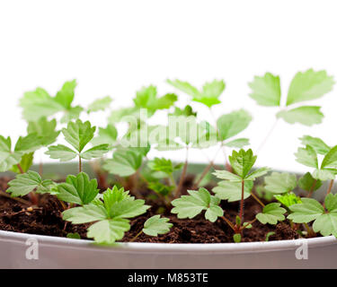 Junge Bäumchen sprießen von Wilden alpine Erdbeere isoliert auf Weiss. Aus Samen gezogen. Stockfoto