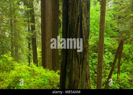 Küste-Rotholz Trillium fällt weg, Redwood National Park, Kalifornien Stockfoto