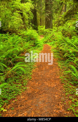 Coast Redwood-Wald entlang Prairie Creek Trail, Prairie Creek Redwoods State Park, Redwood National Park, Kalifornien Stockfoto