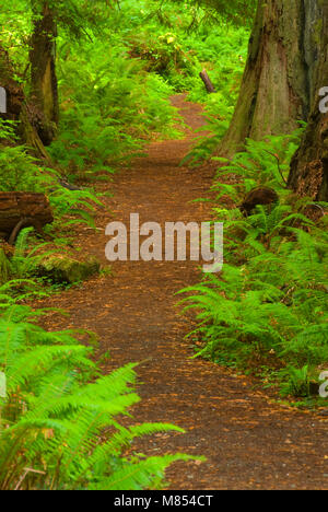 Coast Redwood-Wald entlang Prairie Creek Trail, Prairie Creek Redwoods State Park, Redwood National Park, Kalifornien Stockfoto