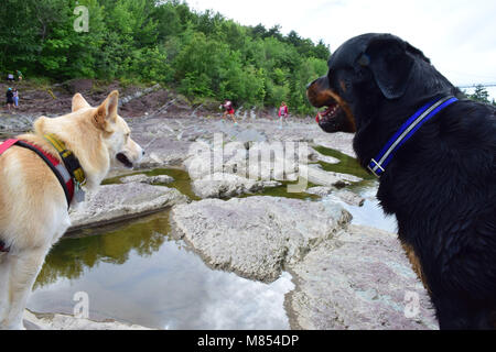 Schöne Hunde beobachten Menschen Stockfoto