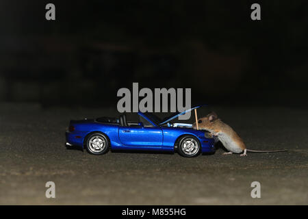 Ein wildes Holz Maus, in einem Sportwagen Engine zu arbeiten. Stockfoto