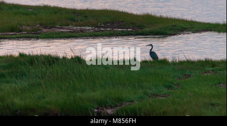 Ein Great Blue Heron sitzt entlang der Küstenlinie in Prince Edward Island, Kanada als es für Fisch kurz nach Sonnenaufgang jagt. Stockfoto