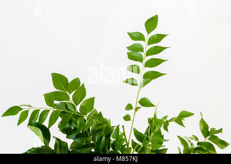 Frische Curryblätter (Murraya koenigii) oder süßen Neem Stockfoto