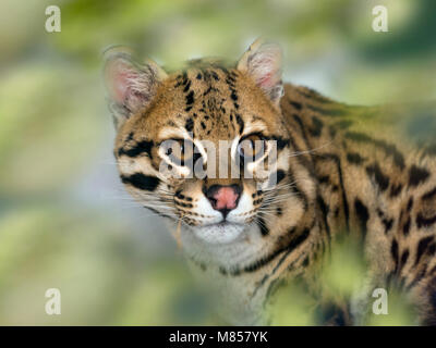 Ocelot Leopardus pardalis Portrait (Captive) Stockfoto