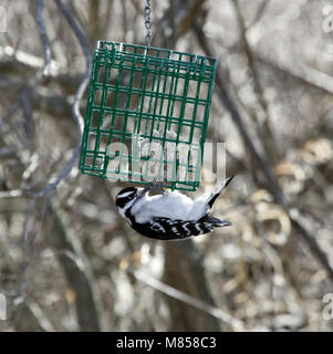 Männliche Downy Woodpecker, Picoides pubescens, auf nierenfettzufuhr Stockfoto