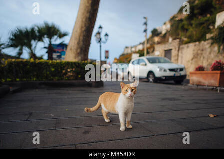 Portrait von street Wild Cat Stockfoto