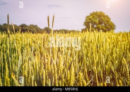 Weizenfeld im sunlioght und alte Eiche im Hintergrund Stockfoto