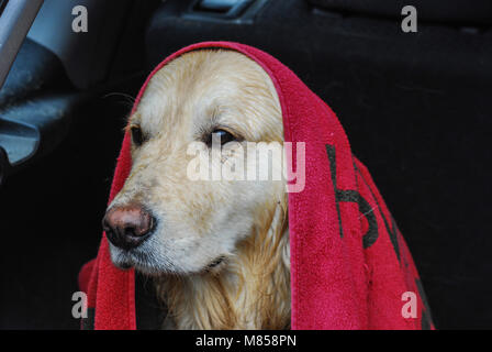 Golden Retriever sitzt im Kofferraum eines Autos, als er frühmorgens nach einem Bad im See ist Stockfoto