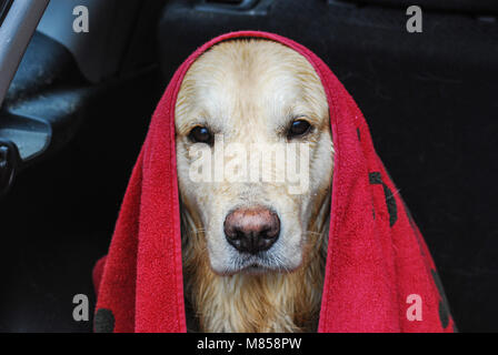 Golden Retriever sitzt im Kofferraum eines Autos, als er frühmorgens nach einem Bad im See ist Stockfoto