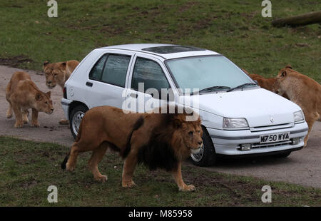 Lions Blick auf ein Rauch Auto an Blair Drummond Safari Park, in der Nähe von Stirling, wie Personal simuliert ein Auto Feuer im Inneren der Löwe Gehäuse die Reaktion der Tierpfleger und der Feuerwehr zu testen. Stockfoto