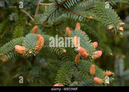 Douglasie, Junge Kegel, PSEUDOTSUGA MENZIESII Stockfoto