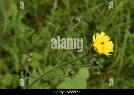 Habichtskraut Oxtongue, Picris hieracioides Stockfoto