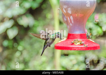 Hummingbird (wahrscheinlich Garten Emerald) Schweben mit dem schnellen Flügel flattern am Anleger umgeben von Bienen und Wespen in Monteverde, Costa Rica. Stockfoto