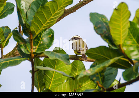 Soziale Schopftyrann (Myiozetetes Imilis) hocken auf einem Zweig eines Baumes in Tortuguero, Costa Rica Stockfoto