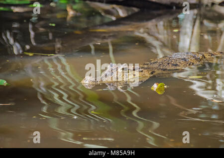 Spectacled Kaimane (Caiman crocodilus) oder weißer Caiman oder gemeinsamen Kaiman in einem der kleinen Flüsse in Tortuguero in Costa Rica. Stockfoto