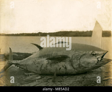 Antike ca. 1905 Foto ursprünglich Untertitel: "Stöcker - Riggsville, ME, 8,75 ft. lang, 7 ft. Umfang, Gewicht ca. 600 kg" Standort in oder in der Nähe von riggsville (jetzt Robinhood), Maine in der Sagadahoc County, USA. Stockfoto