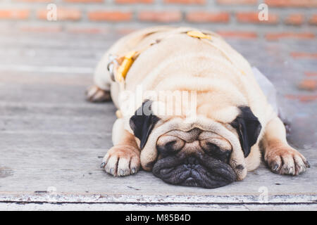 Mops Hund faul und auf Holz Boden mit Sonnenlicht glücklich Stockfoto