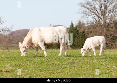 Weiß Charolais Rind Kuh, Vieh, und ihr junger Kälber grasen in einer Frühjahr Weide in der Nähe zu Seitenansicht Stockfoto