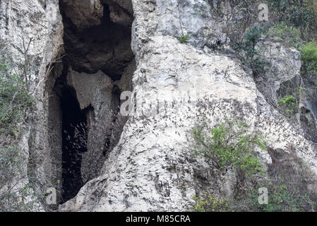 Fledermäuse fliegen in eine Zeile aus dem Phnom Sempeau Berghöhle kommen in Battambang zu Kambodscha Stockfoto