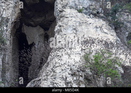 Fledermäuse fliegen in eine Zeile aus dem Phnom Sempeau Berghöhle kommen in Battambang zu Kambodscha Stockfoto