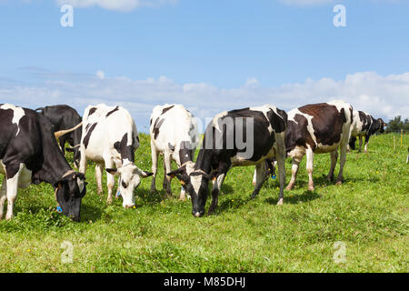 Herde von Schwarzbunte Milchkühe, Rinder, Beweidung auf grünem Gras auf der Weide, Milchproduktion, Stockfoto