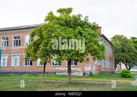 Catalpa bignonioides in den Parks Baum. Stockfoto