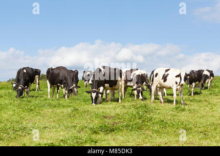 Herde von Schwarzbunte Milchkühe, Rinder, Beweidung in ein grünes Feld mit üppiger Frühling Gras in der Skyline gegen ein bewölkter Himmel Stockfoto