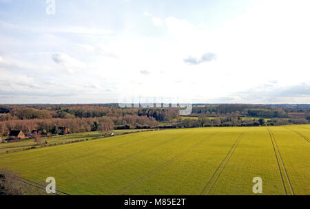 Ein Feld von winter Getreide in der Landschaft von Norfolk auf Ranworth, Norfolk, England, Vereinigtes Königreich, Europa wächst. Stockfoto