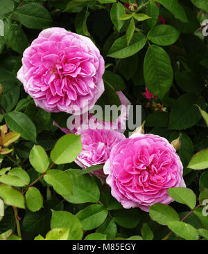 Rosa Gertrude Jekyll (Schaffung von David Austin, 1986). Stockfoto