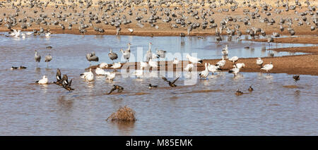 Kanadakraniche, Schnee Gänse, Amerikanische Wigeons und mehr, Whitewater zeichnen Wildlife, südöstlichen Arizona Stockfoto