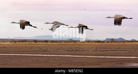 Kanadakraniche (Grus canadensis) im Flug, Whitewater zeichnen Wildlife, südöstlichen Arizona Stockfoto