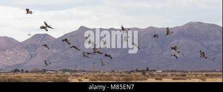 Migration Kanadakraniche (Grus canadensis), Wildwasser zeichnen Wildlife, südlichen Arizona Stockfoto