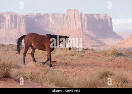 Wildes Pferd mit blauen Augen und Sandstein Buttes in der Ferne, Monument Valley Tribal Park, Arizona Stockfoto