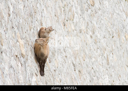 Ein Weibchen der Alpensteinbock (Capra ibex) und seine Pup in Alarmbereitschaft. Sie sind zu Fuß auf einer Staumauer auf der Suche nach mineralt Salze. Antrona Tal, Italien. Stockfoto