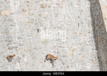 Ein Weibchen der Alpensteinbock (Capra ibex) mit seinen Welpen ist das Gehen auf eine Staumauer auf der Suche nach mineralt Salze. Antrona Tal, Italien. Stockfoto