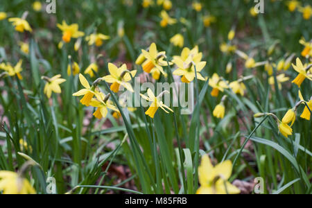 Narcissus cyclamineus Jetfire 'Blumen'. Stockfoto