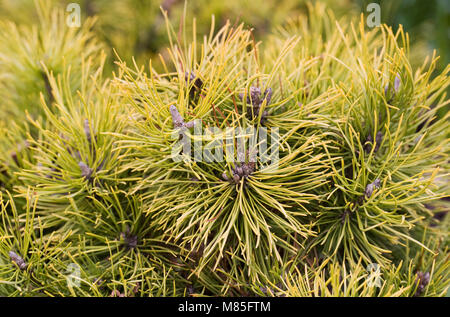 Pinus mugo 'Winter Gold" im März. Stockfoto