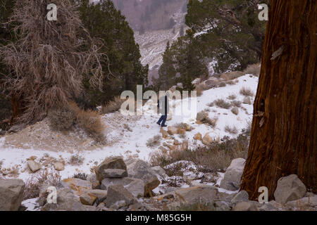 Frau wandern in einer kalten, verschneiten Berg trail hoch in der östlichen Sierra Nevada, Kalifornien, USA Stockfoto