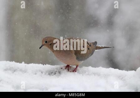 Die taube Zenaida macroura auf der Suche nach Nahrung in einem Winter Schnee Sturm Stockfoto