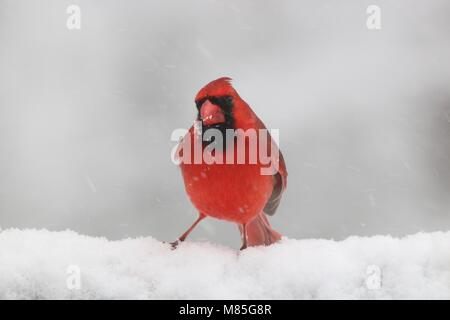 Eine helle rote Männchen nördlichen Kardinal Cardinalis cardinalis Hocken im Schnee in einem Wintersturm Stockfoto