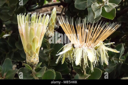 Weiß Gelb große tropische Protea sugarbush Blüten gegen grüne Blätter Stockfoto