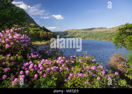 Rhodedendrons in voller Blüte von Llyn Gwynant in Snowdonia, Wales an einem sonnigen Frühlingstag Stockfoto