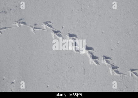 Rock Ptarmigan, Lagopus mutus. Spuren im Schnee. Stockfoto