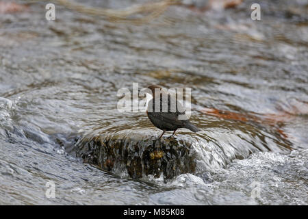 Wasseramsel, Cinclus cinclus, mittleren Strom Stockfoto