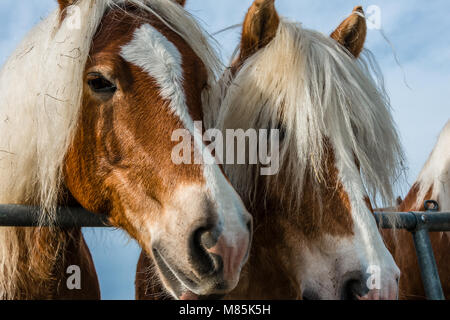 Haflingerpferde Stockfoto