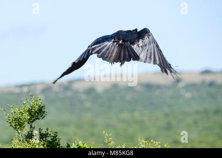 A pied Crow (Corvus albus) im Flug Stockfoto